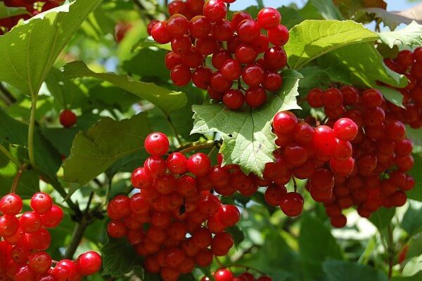 Калина: польза и вред для здоровья, для организма, рецепты