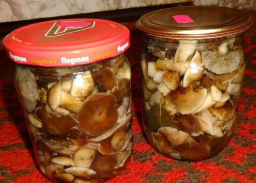 Маринованные опята в домашних условиях. Рецепты заготовки на зиму — вкусно и быстро