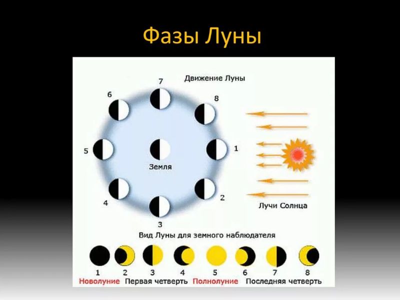 Коли садити (сіяти) цибулю Ексібішен на розсаду