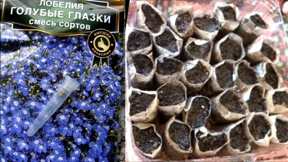Лобелия - выращивание из семян когда сажать на рассаду, лунный календарь, фото