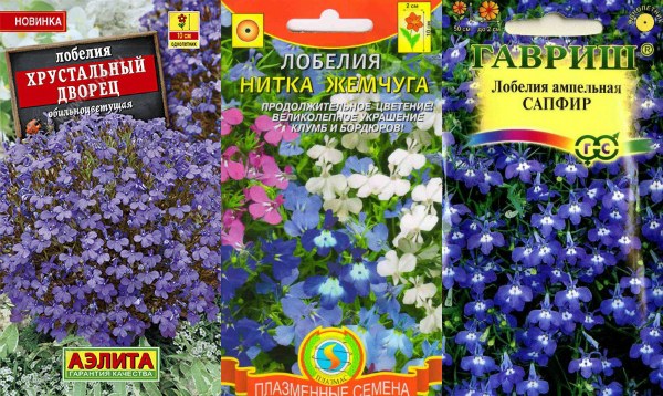 Лобелия - выращивание из семян когда сажать на рассаду, лунный календарь, фото