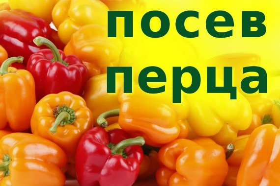 Как вырастить рассаду перца в домашних условиях: пошаговая инструкция, фото, видео