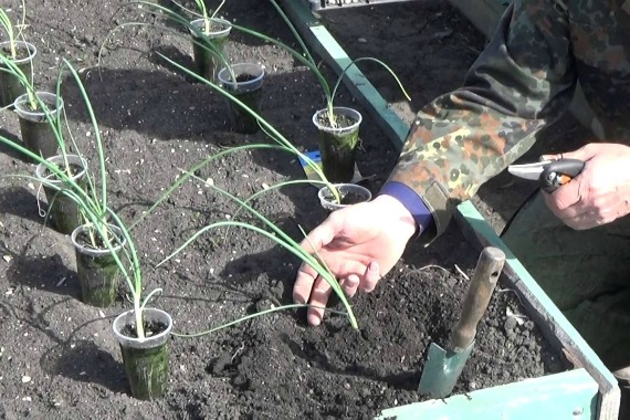 Лук Эксибишен - выращивание через рассаду, сроки посева и правильный уход
