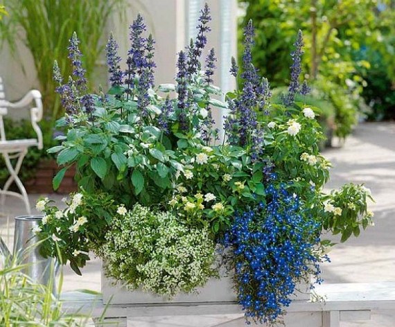 Лобелия - выращивание из семян когда сажать на рассаду, лунный календарь, фото