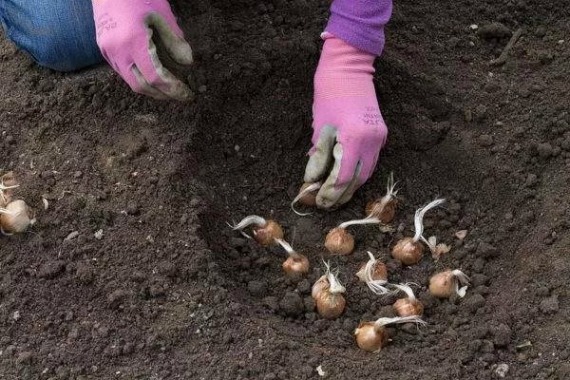 Крокусы посадка и уход в открытом грунте фото когда сажать