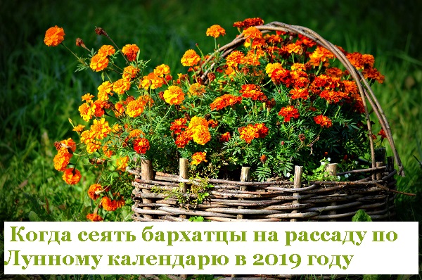Бархатцы выращивание из семян когда сажать на рассаду Фото Видео