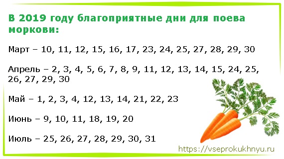 Посадка моркови весной в открытый грунт семенами Правильный посев, когда сажать