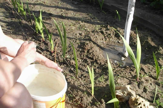 Гладиолусы посадка и уход в открытом грунте весной, когда сажать