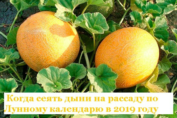 Когда и как сажать дыни на рассаду в 2019 году по лунному календарю, в регионах