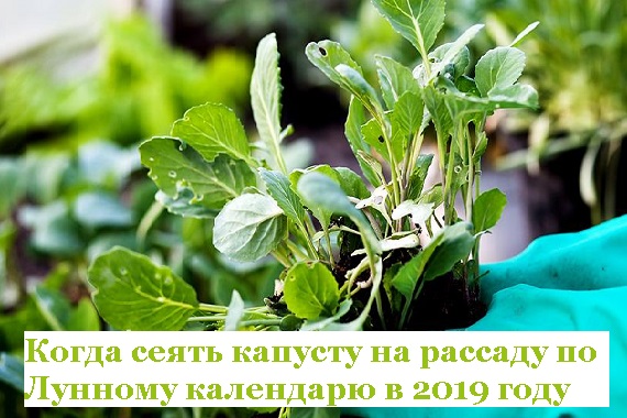 Когда сажать капусту на рассаду в 2019 году по Лунному календарю, в регионах