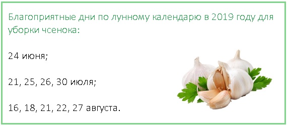 Когда и как убирать чеснок посаженный под зиму Сроки убоки Способы хранения Видео