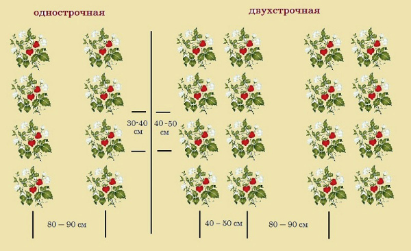 Посадка клубники осенью в открытый грунт Усами На агроволокно Сроки Видео