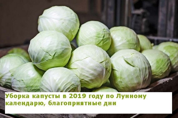 Когда убирать капусту с огорода на хранение по лунному календарю в 2019 году Фото Видео