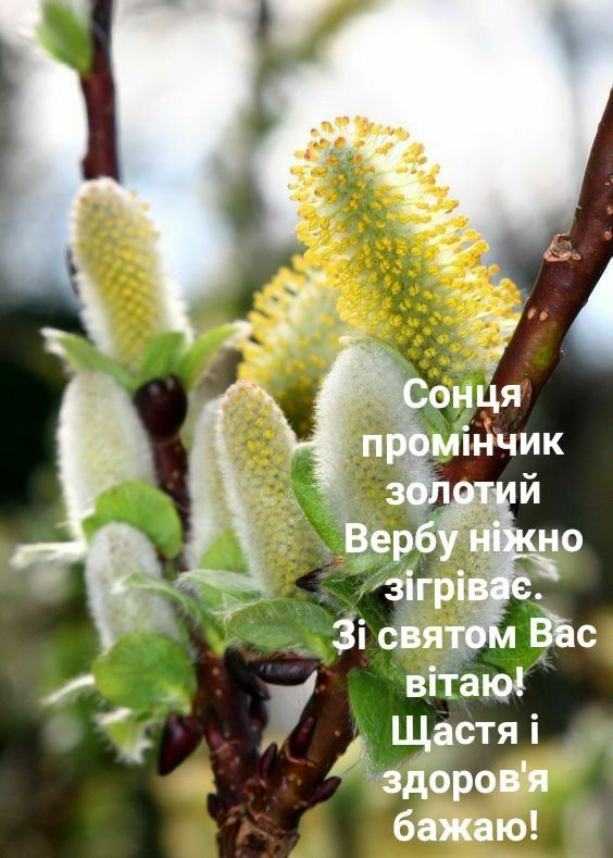 Красиві привітання з Вербною неділею до сліз