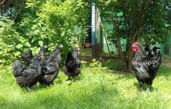 Усе про породу курей лангшан: як розводити, плюси і мінуси породи