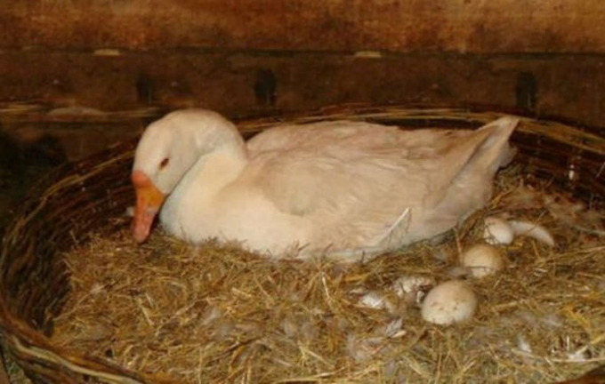 Як зробити гніздо для гусей своїми руками