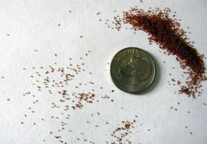 Вирощування глоксинії з насіння в домашніх умовах: покрокове керівництво, коли і як сіяти на розсаду - 2021-2022