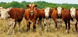 Кращі породи корів: які вони?