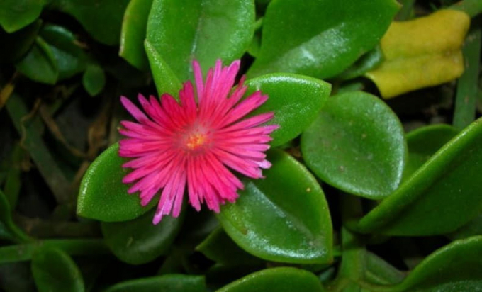 Аптенія: різновиди квітки, догляд та розмноження в домашніх умовах, фото, відео