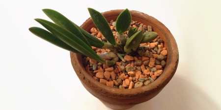 Полив кімнатних квітів під час відпустки: догляд за рослинами