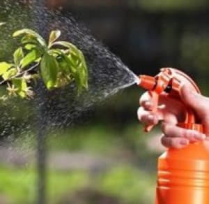 Основні хвороби та шкідники вишні і методи боротьби з ними