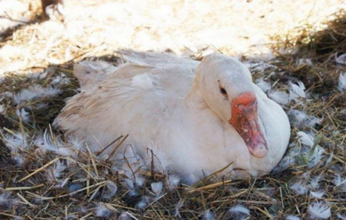 Як зробити гніздо для гусей своїми руками