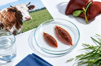 Фасциолез у ВРХ: симптоми, лікування та профілактика