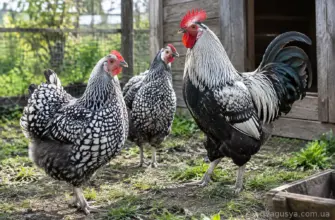 Адлерські сріблясті кури: опис породи, продуктивність і розведення