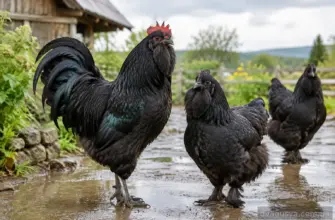 Чорні бородаті кури: породні ознаки, продуктивність і особливості утримання