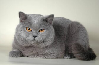 Корм для кошек порода Британская