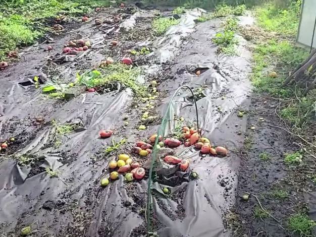 Це має зробити кожен городник восени, який використовує агроволокно