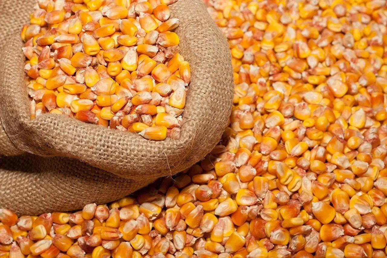продажу кукурудзи