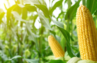 продажу кукурудзи