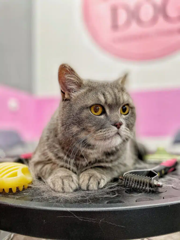 Профессиональный груминг в V.O.G DOG SALON